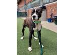 Adopt Slip a Pit Bull Terrier, Mixed Breed