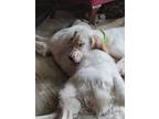 Adopt Colby a English Setter