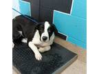 Adopt Horse a Border Collie, Mixed Breed
