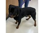 Adopt Leroy (mcas) a Rottweiler
