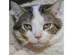 Adopt Blizzard a Domestic Short Hair