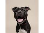 Adopt Mulberry a Mixed Breed