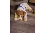 Adopt Cooper a Beagle