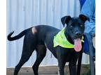 Adopt Shadow $25 Fostered a Labrador Retriever, Mixed Breed