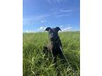 Adopt Shadow $25 a Labrador Retriever, Mixed Breed