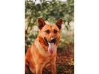 Adopt 72452A Noodles a German Shepherd Dog, Mixed Breed