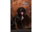 Adopt Tonic a Labrador Retriever, Mixed Breed