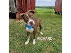 Adopt Richard a Pit Bull Terrier, Mixed Breed