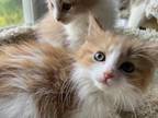 Maine Coon Mix Females