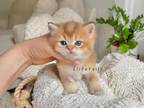 British Shorthaired Bright Golden Male Kitten