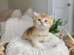 British Shorthaired Gold Male Kitten
