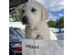Adopt Ireland a Cattle Dog