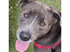 Adopt Thayer a Blue Lacy
