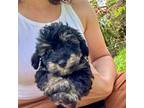 Maltipoo Puppy for sale in Hammond, LA, USA