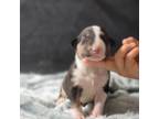 Boston Terrier Puppy for sale in Pomona, CA, USA