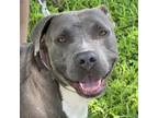 Adopt Zen/ITF a Pit Bull Terrier