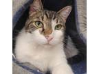 Adopt Tober a Domestic Short Hair