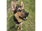 Adopt Hanz a German Shepherd Dog, Mixed Breed