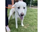 Adopt Burke a Great Pyrenees, Mixed Breed