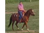 Riding and Ranch Quarter Horse