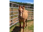 Beautiful Registered Red Dun QH Filly