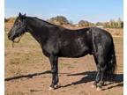 Great Reining and Ranch Versatility Horse