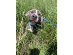 Adopt Prince a Pit Bull Terrier, Mixed Breed