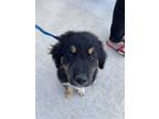 Adopt Binky a Bernese Mountain Dog, Mixed Breed