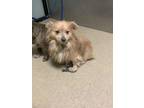 Adopt 55773421 a Pomeranian, Mixed Breed