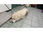 Adopt Chico a Great Pyrenees, Mixed Breed