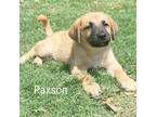Adopt Paxson a Shepherd