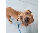 Adopt Bread And Butter Pickles a Pit Bull Terrier