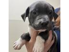 Adopt Nashville a American Staffordshire Terrier