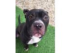 Adopt Rajh a Pit Bull Terrier, Mixed Breed