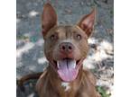 Adopt Crunchwrap a Pit Bull Terrier