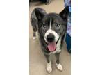 Adopt Blade a Siberian Husky