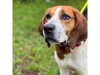 Adopt George - Stray Hold 4/26 a Mixed Breed, Hound