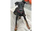 Adopt Mario 3234 (red collar) a Doberman Pinscher