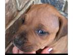 Adopt Milo (Puppy) a Mixed Breed