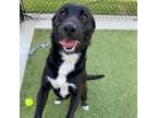 Adopt Churro a Labrador Retriever