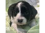 Adopt Arlo a Spaniel, Beagle