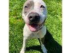 Adopt Huey FKA Sylvester a Pit Bull Terrier