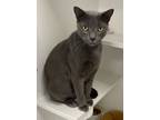 Adopt RayBan a Domestic Short Hair