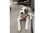 Adopt Philip a Great Pyrenees, Mixed Breed