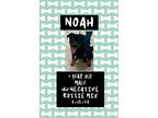 Adopt Noah a Rottweiler