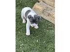 Adopt Skittle a Pit Bull Terrier