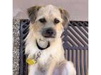 Adopt Andy a Border Terrier