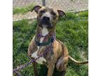 Adopt Roo a Boxer, Labrador Retriever