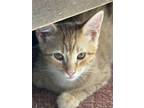 Adopt Melodie's Ogden a Domestic Short Hair