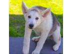 Adopt Cosmo 24-03-143 a Husky, Shepherd